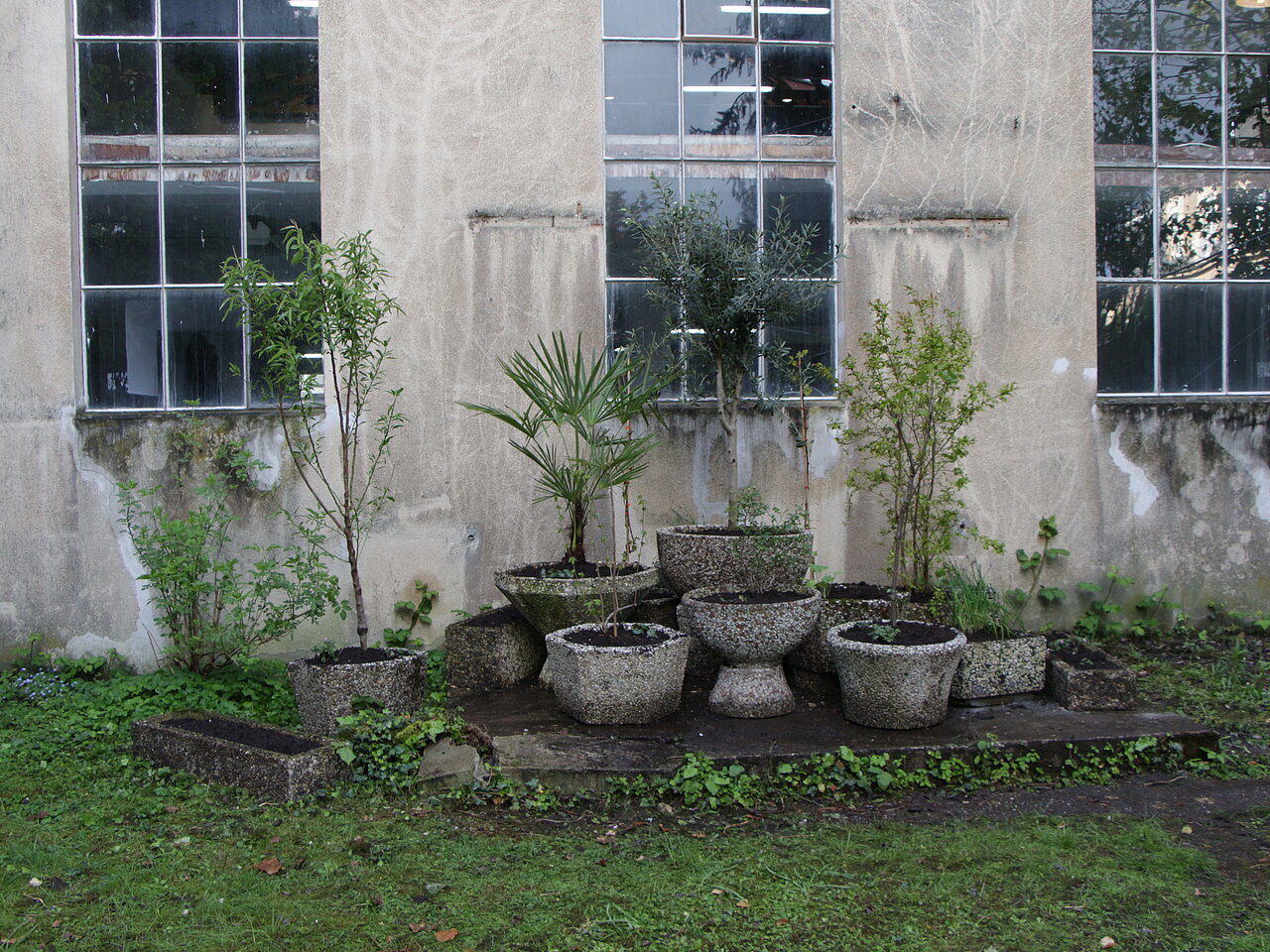 Installation von Pflanzen in Kübeln an der Hausrückwand der Synagoge Lippstadt